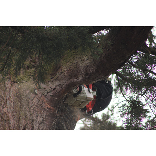 Redwood Tree Care