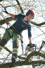 tree care services birmingham and solihull