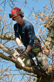 tree care solihull